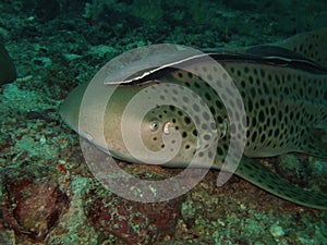 Close-up Leopard shark