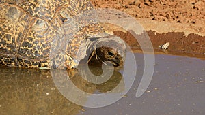 Close-up of a leopard tortoise drinking water, South Africa