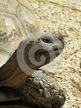 Close Up of a Leopard Tortoise