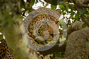 Close-up of leopard in tree between branches