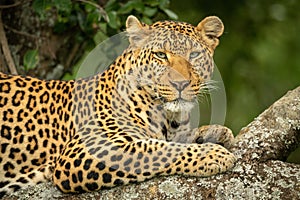 Close-up of leopard in tree eyeing camera