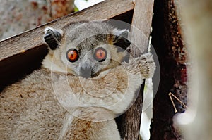 Close up of a Lepilemur leucopus, sportive lemur, seating on its nest box