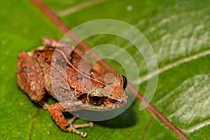 Lesser Antillean Whistling Frog photo