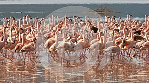 Close up of lesser flamingos marching on the shore of lake bogoria in kenya