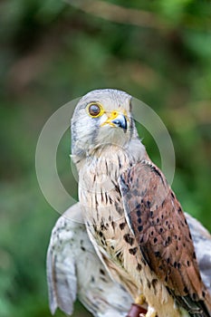 Close-up of Lesser Kestrel or Falco Naumanni