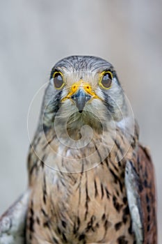 Close-up of Lesser Kestrel or Falco Naumanni
