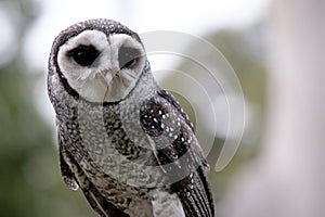 this is a close up of a lesser sooty owl