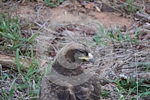 Close up of a lessor spotted eagle - Clanga pomarina.  Location: Kruger National Park, South Africa