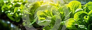 Close up of lettuce grown in greenhouse with drip irrigation hose system