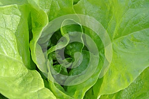 A close up of a lettuce head, green salad, with green leaves, fresh, raw, ripe, leafy vegetables, plant, food