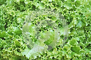 Lettuce,Lactuca sativa photo