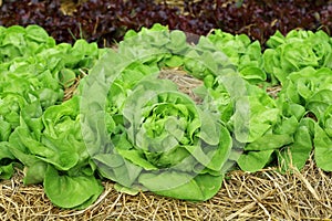 Close up lettuce plants growing in the garden, fresh green hydroponic vegetable