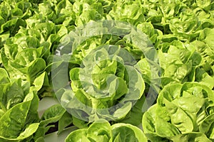 Close up lettuce plants growing in the garden, fresh green hydroponic vegetable