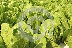 Close up lettuce plants growing in the garden, fresh green hydroponic vegetable