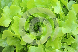 Close up lettuce plants growing in the garden, fresh hydroponic vegetable