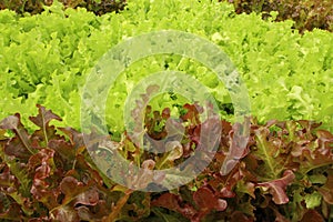 Close up lettuce plants growing in the garden, fresh red and green hydroponic vegetable