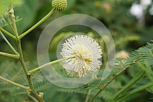 Leucaena glauca flower in nature garden