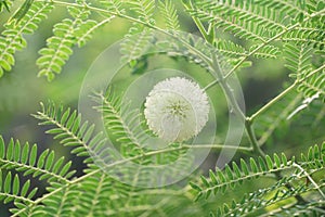 Leucaena glauca flower in nature garden