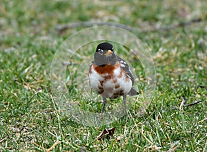 A Leucitic American Robin bird