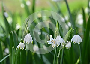 Close-up of leucojum aestivum flowers