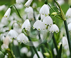 Close-up of leucojum aestivum flowers