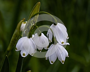 Leucojum aestivum pulchellum photo