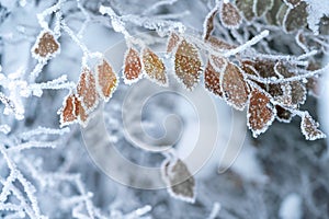 Close up of leves covered with hoar frost photo