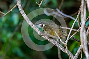 Close-Up of a Lewin\'s Honeyeater sitting on a Branch of Tree, Queensland, Australia