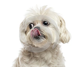Close-up of a Lhasa Apso licking, isolated