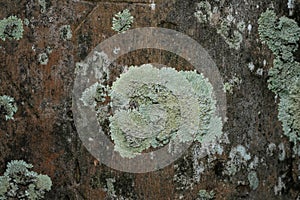 Close up Lichen on bark
