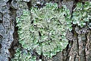 Lichen Background