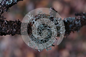 A close up of lichen Hypogymnia physodes on a old tree branch