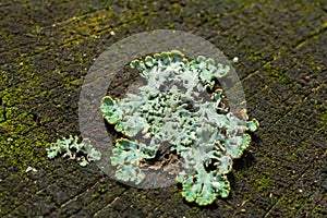 A close up of lichen Hypogymnia physodes on a old tree branch