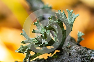 A close up of lichen Hypogymnia physodes on a old tree branch