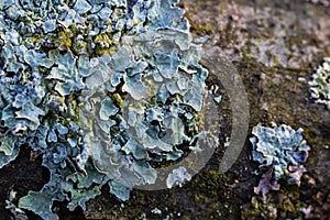 A close up of lichen Hypogymnia physodes on a old tree branch