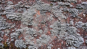 Close up Lichen on old stone wall texture background