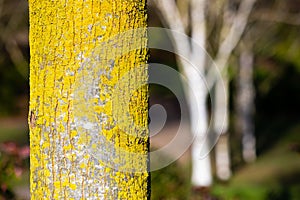 Close-up of lichen on a tree trunk.