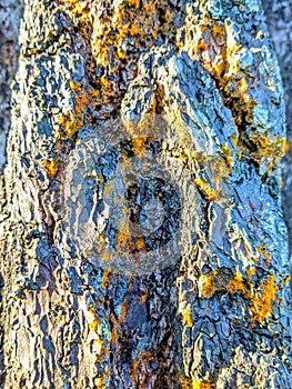 Close-up of lichen on tree trunk perfect