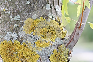 Close-up on lichens on maple tree trunk