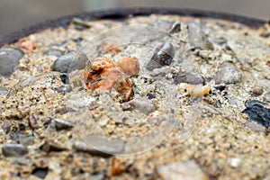 Close-up of light beige concrete with embedded rocks and pebbles - low angle view - blurred background