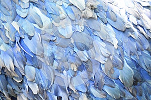 Close up on the light blue feathers of a bird