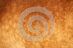 Close-up of light brown horse fur with dapple