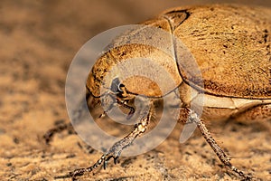 Close up light brown large Insect beetle. Interaction with wild nature beauty fauna Entomology image