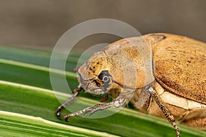 Close up light brown large Insect beetle. Interaction with wild nature beauty fauna Entomology image