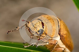 Close up light brown large Insect beetle. Interaction with wild nature beauty fauna Entomology image