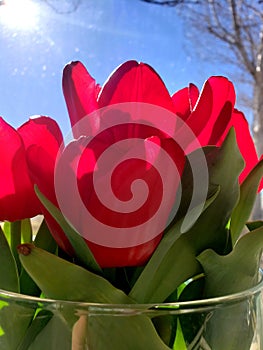 Close up on light flare on red flower tulips bunch bouquet sign of spring season