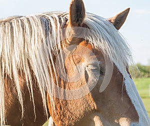 Close up of a light golden coloured horse head