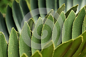 Close up light green leaves of Zamia furfuracea known as cardboard palm or cardboard cycad, abstract natural green plant