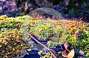 Close up of light green moss with a blurred background and foreground