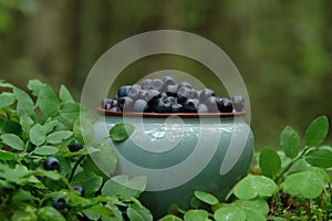 A close up of light mint ceramic bowl with fresh ripe bilberries (Vaccinium myrtillus) in the forest, natural blurred